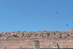 Urubus sobrevoam aterro de São Mateus e levantam preocupação com saúde pública